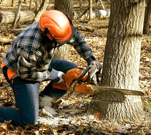 Tree Removal in Wilmot, NH